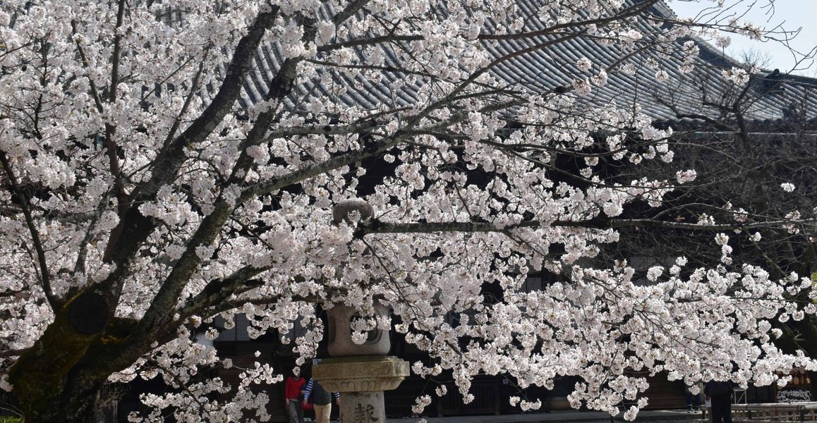 真如堂の桜