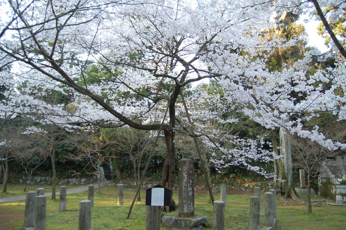 真如堂の桜