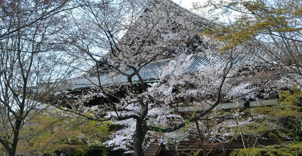 真如堂の桜