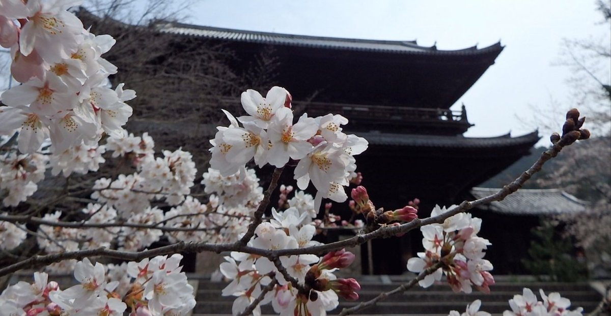 南禅寺の桜