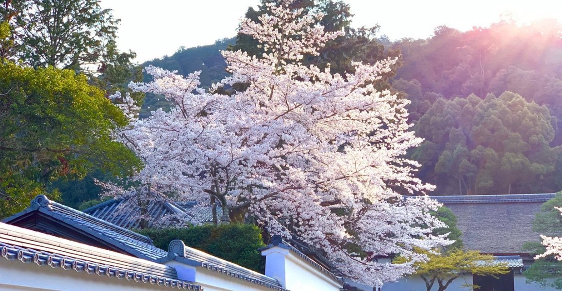 南禅寺の桜