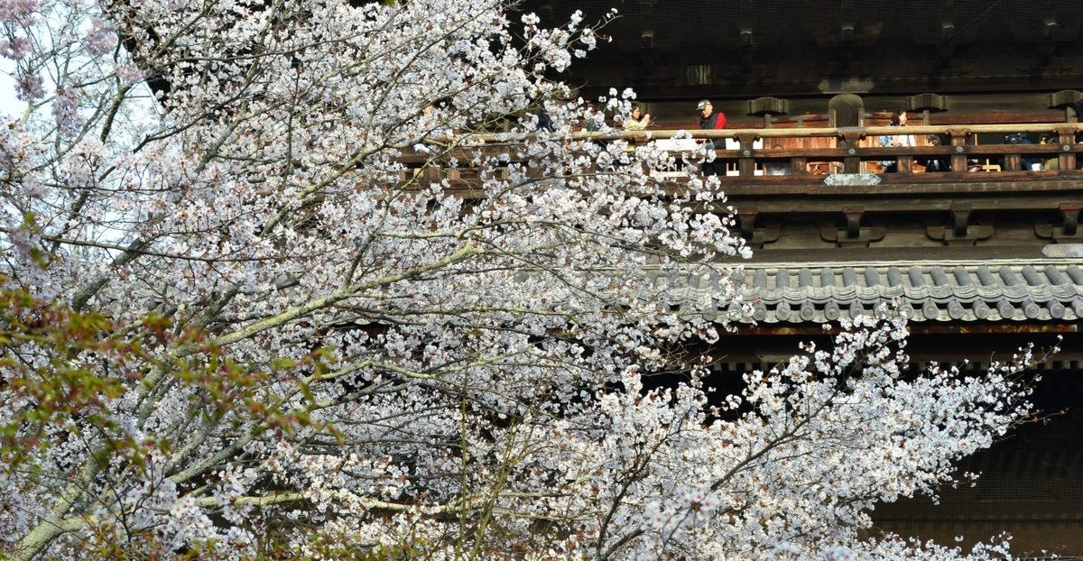 南禅寺の桜