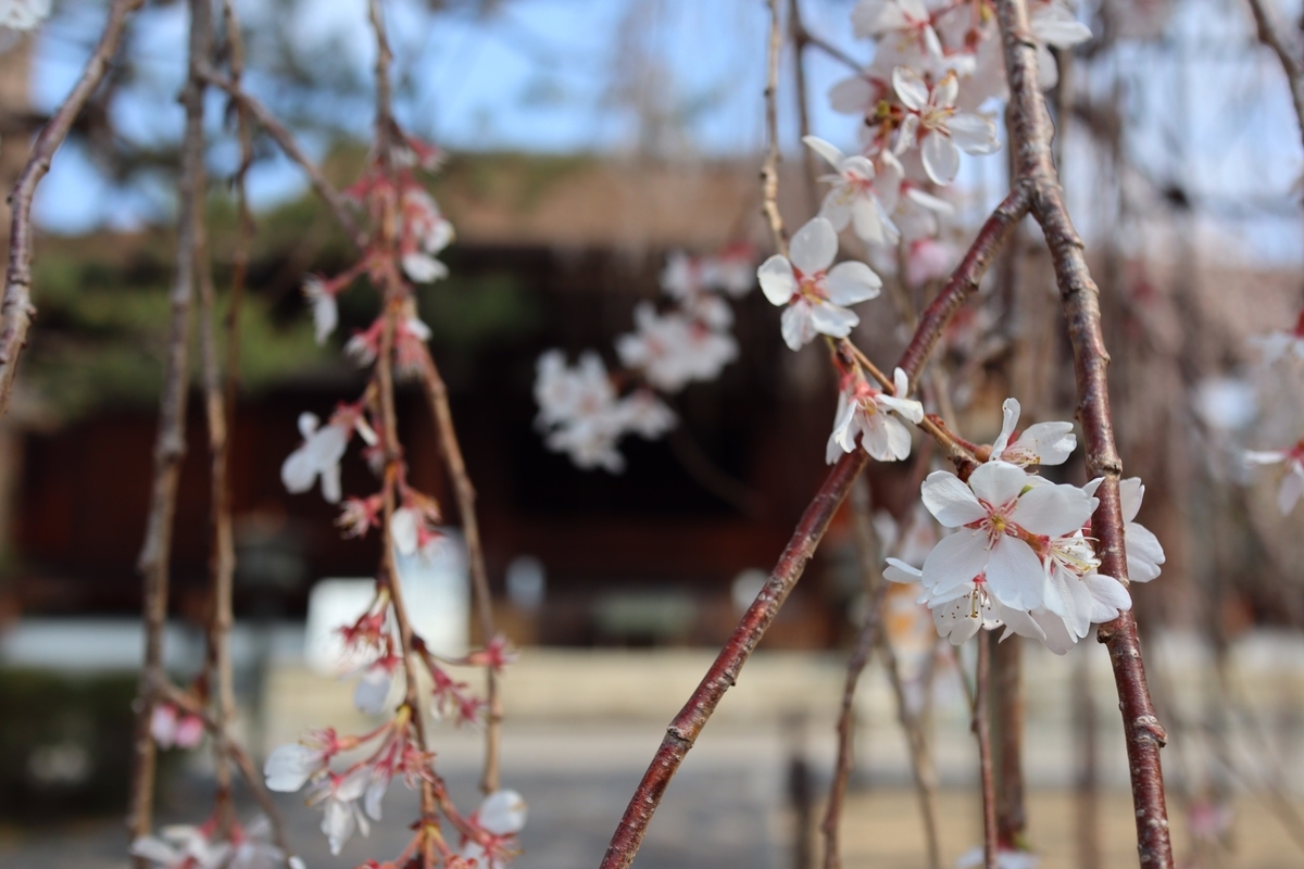 常照皇寺