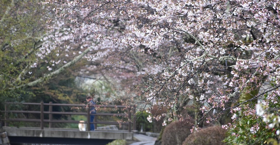 哲学の道の桜