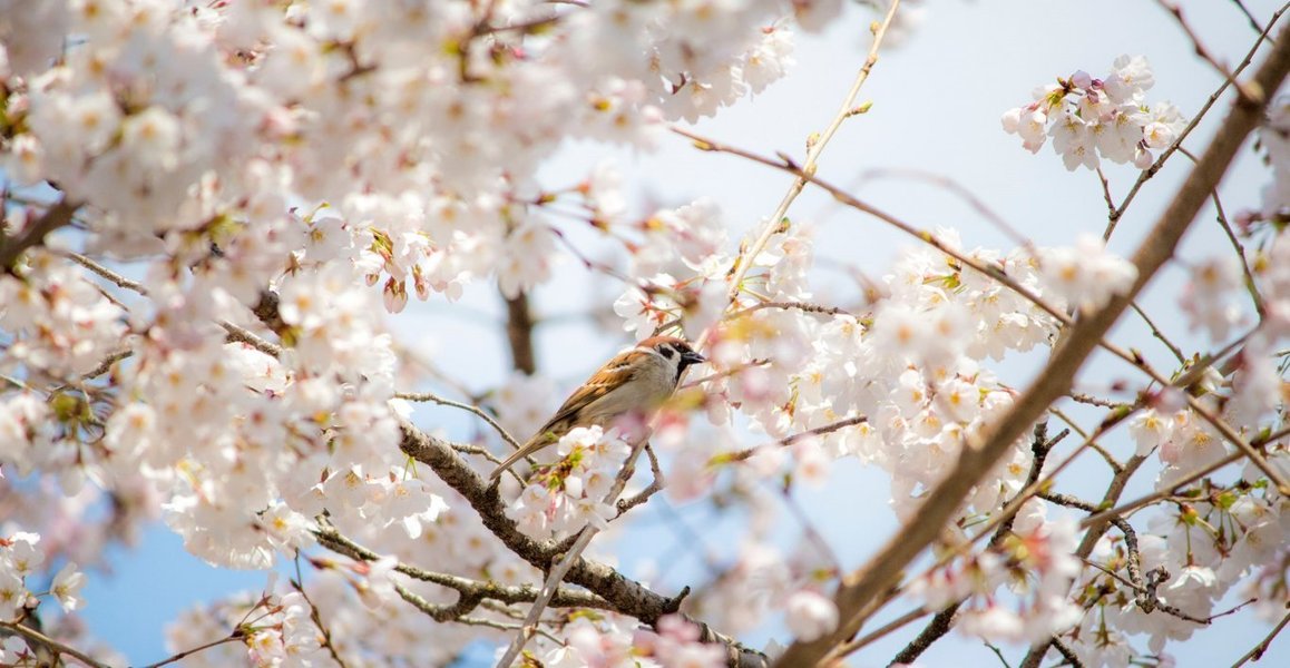 哲学の道の桜