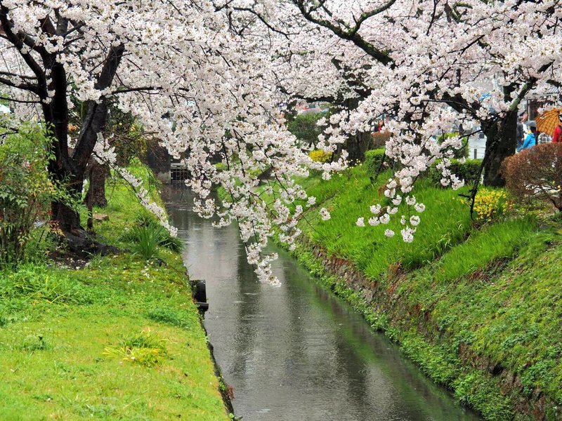 哲学の道の桜