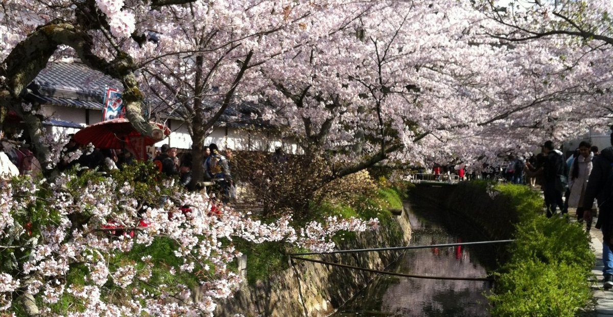 哲学の道の桜