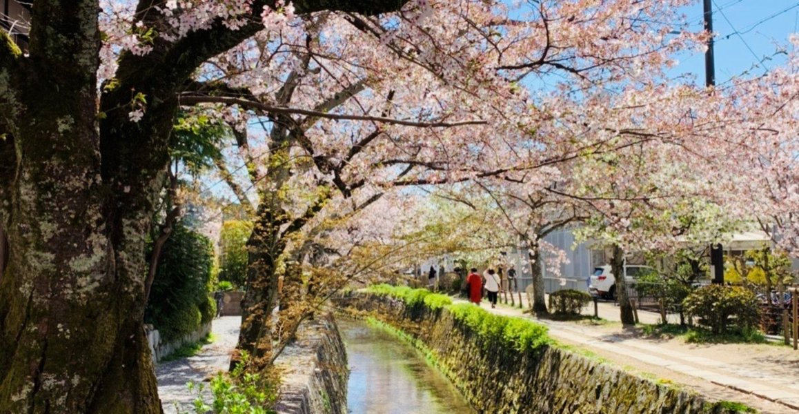 哲学の道の桜