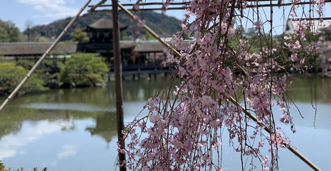 平安神宮の八重紅枝垂桜