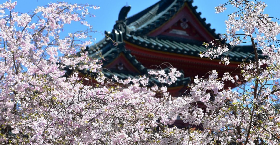 平安神宮の八重紅枝垂桜