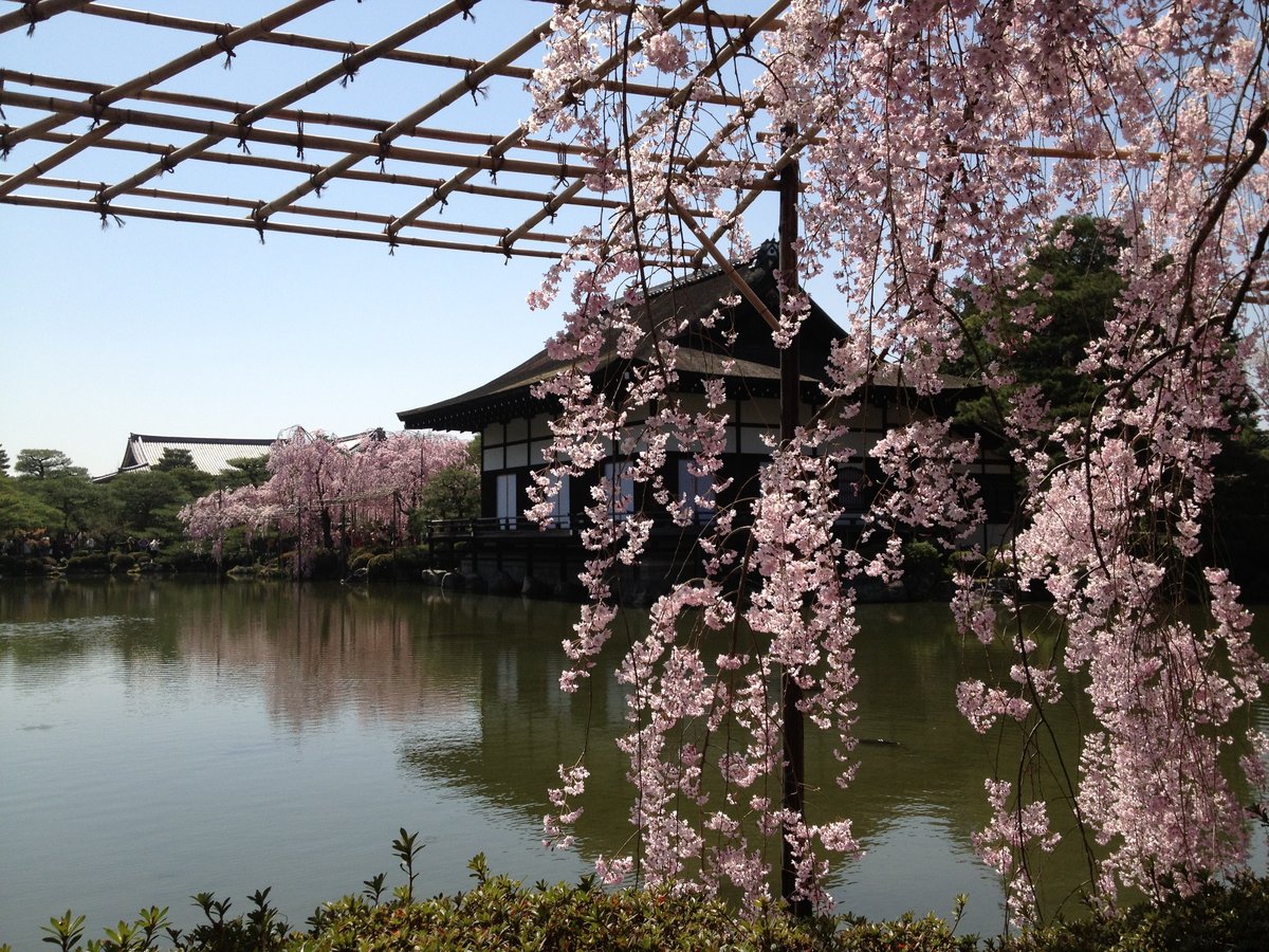 平安神宮の八重紅枝垂桜