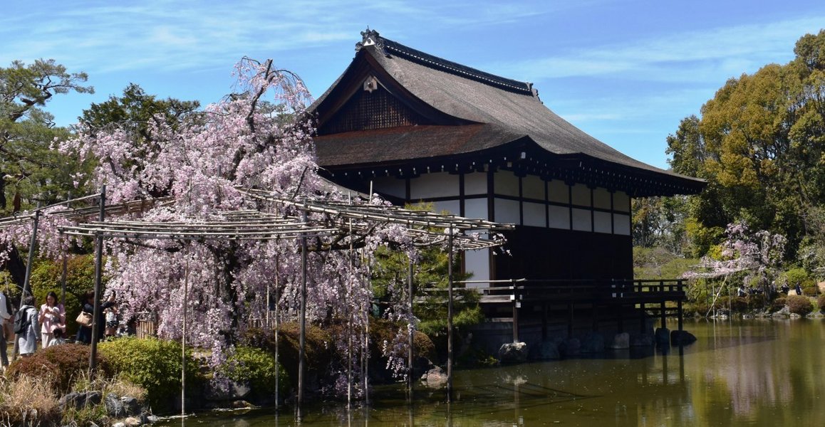 平安神宮の八重紅枝垂桜