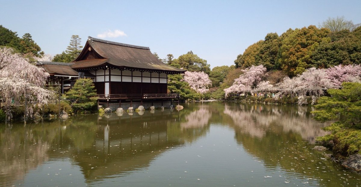 平安神宮の八重紅枝垂桜