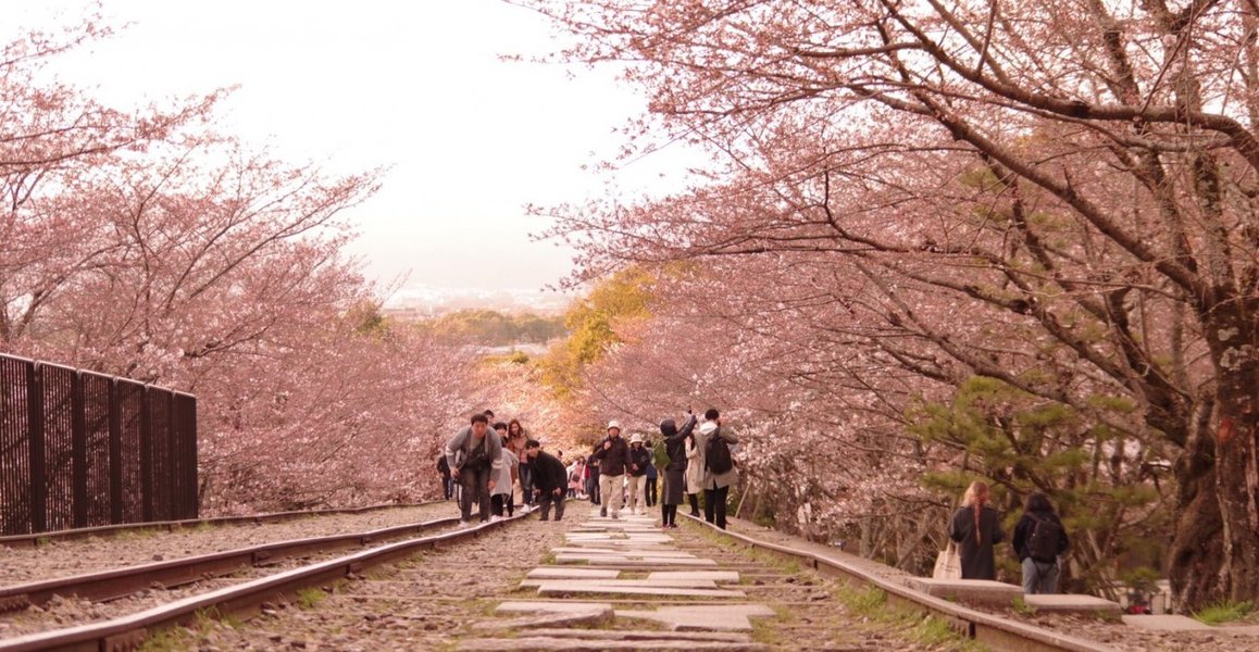 インクラインの桜