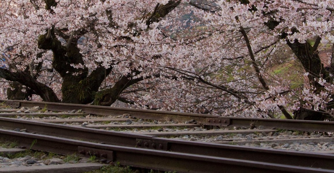 インクラインの桜