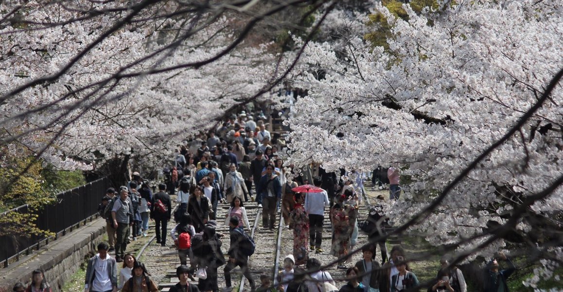 インクラインの桜