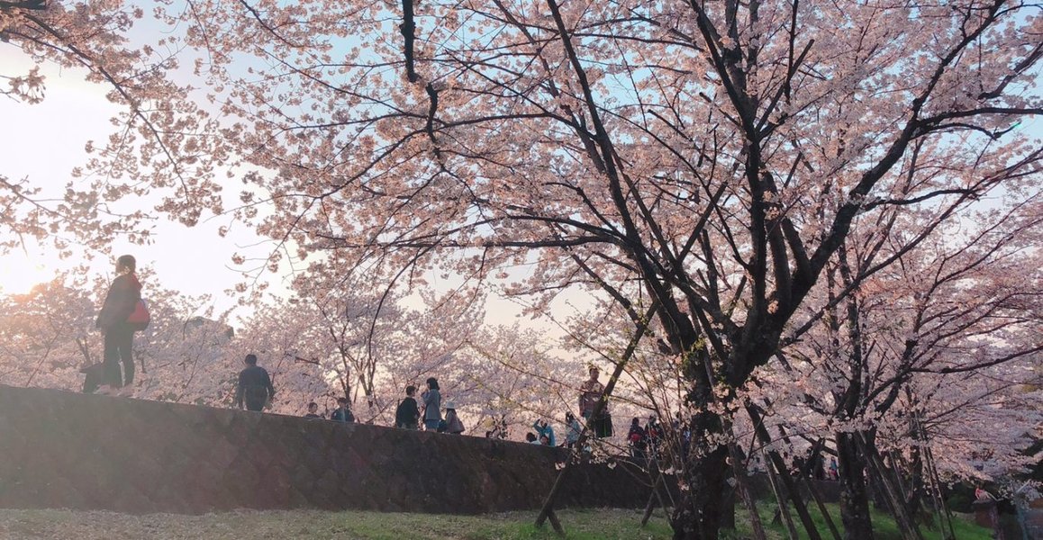 インクラインの桜