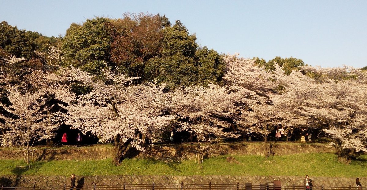 インクラインの桜