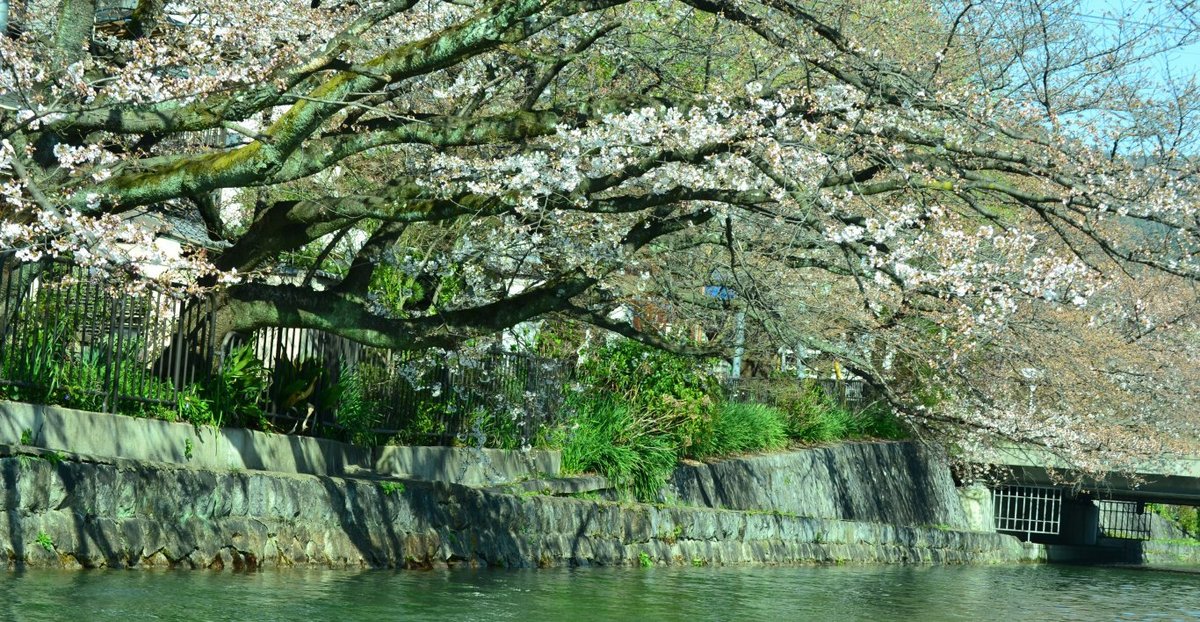 岡崎疎水の桜