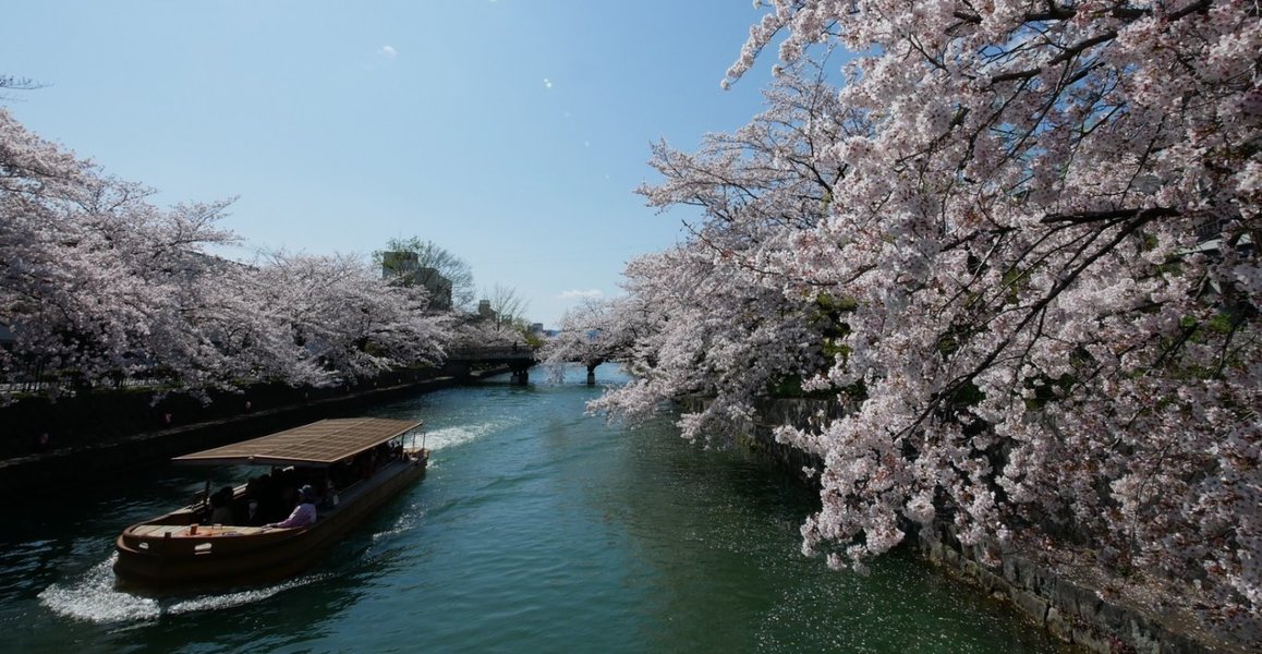 岡崎疎水の桜