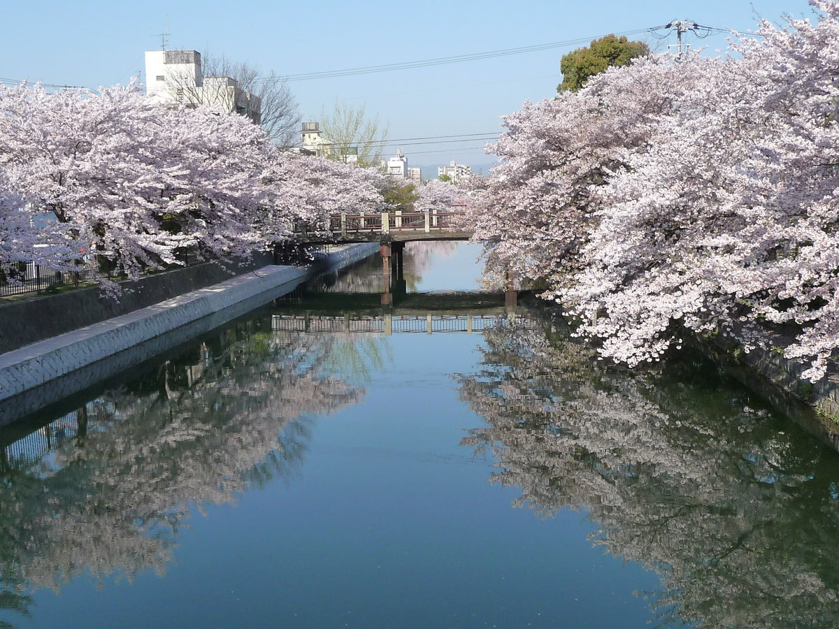 岡崎疎水の桜