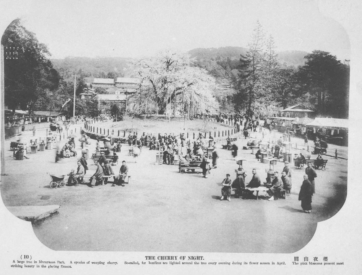 円山公園の桜