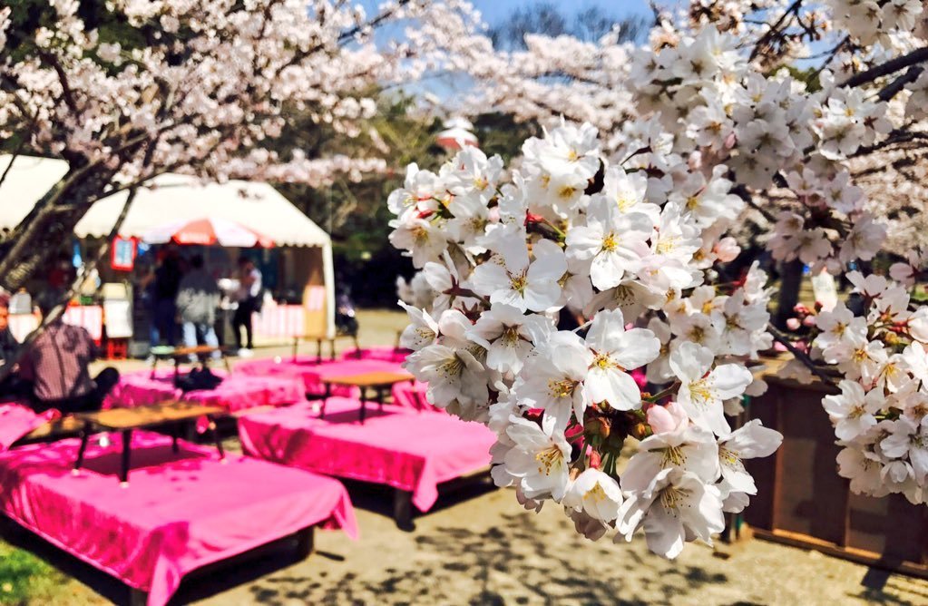 円山公園の桜