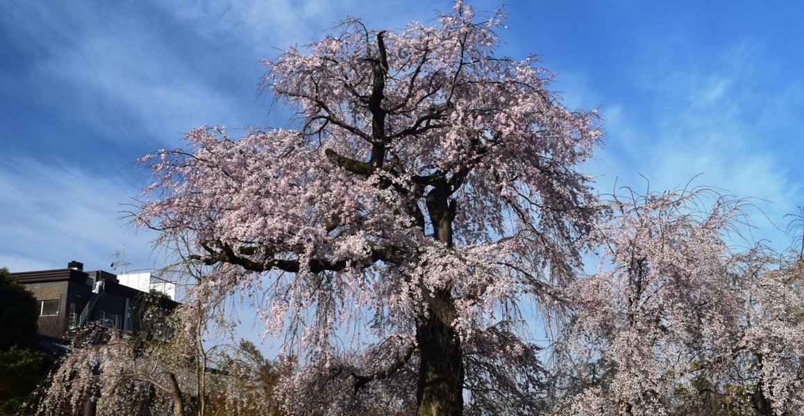 円山公園の桜