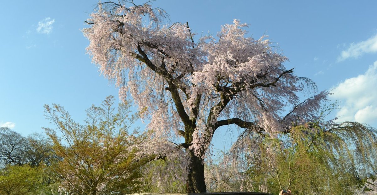 円山公園の桜