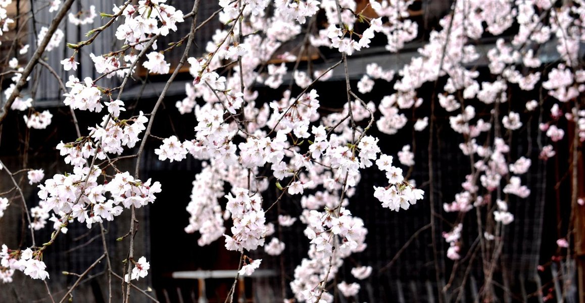 祇園白川の桜