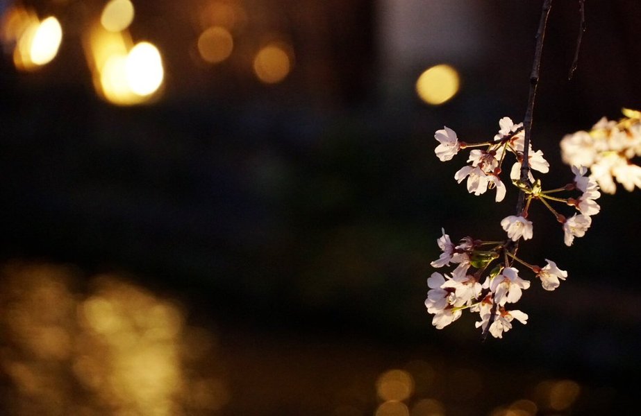 祇園白川の桜