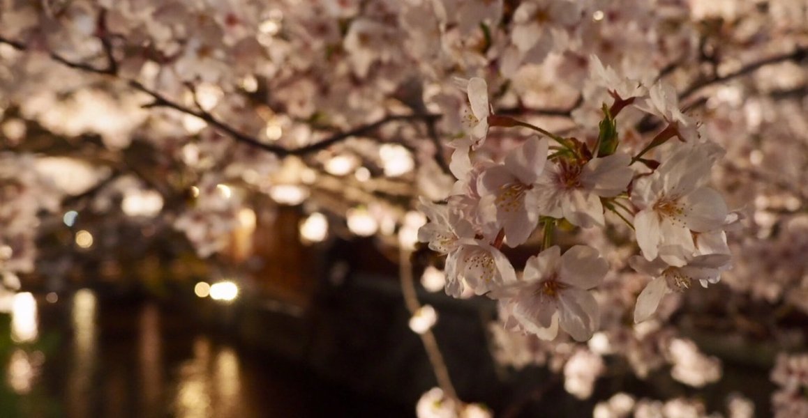 祇園白川の桜