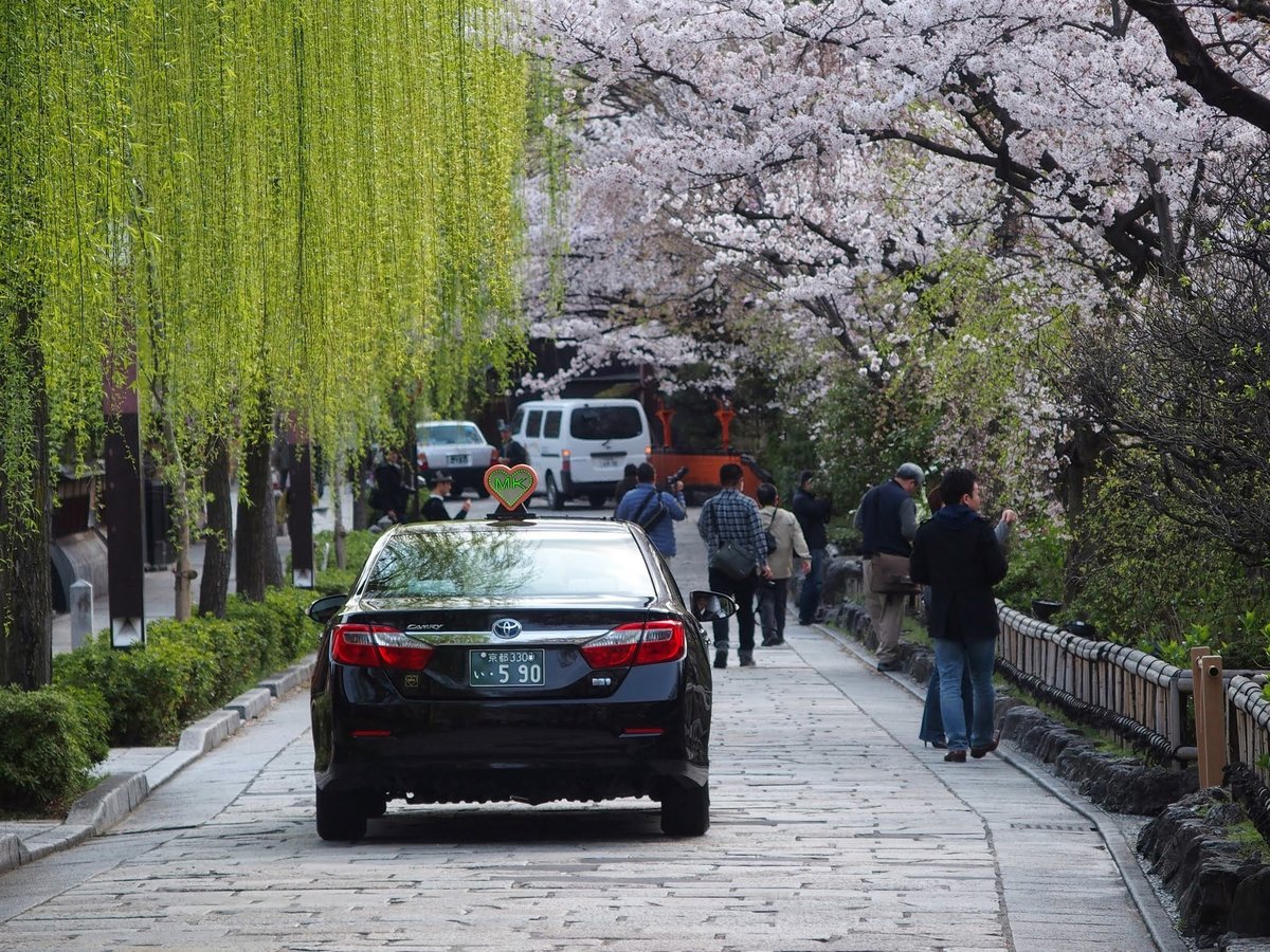 祇園白川の桜