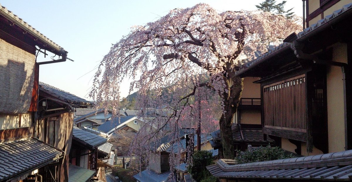 清水寺の桜