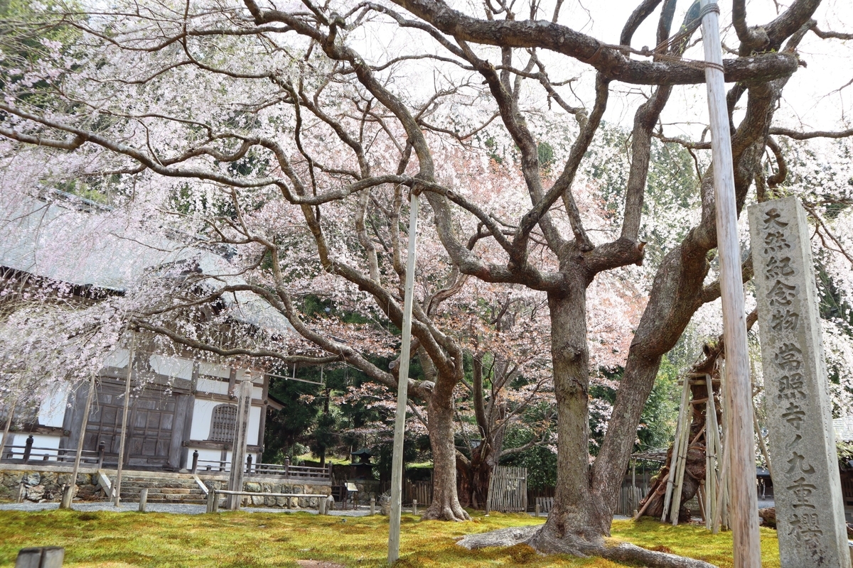 常照皇寺 九重桜