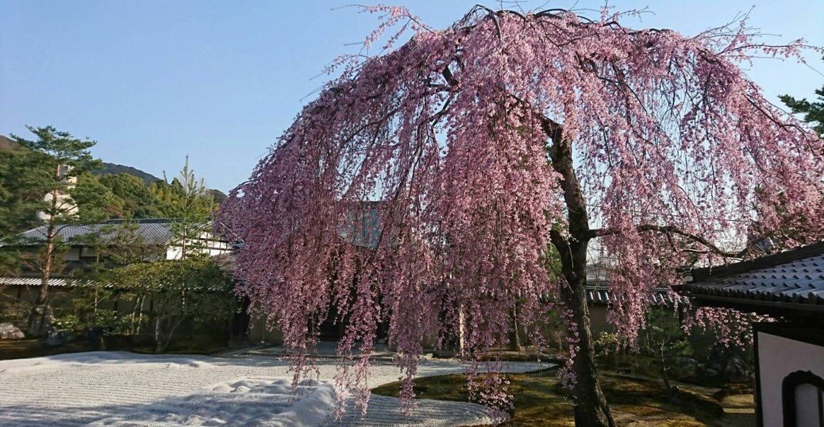 高台寺の桜