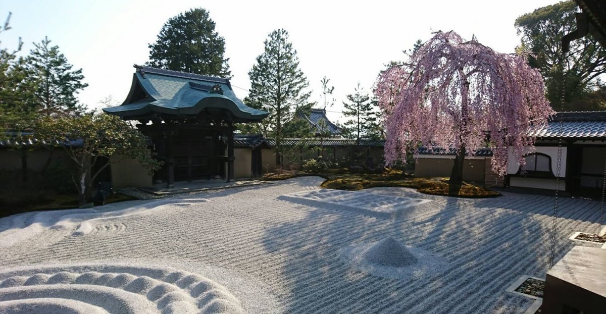 高台寺の桜