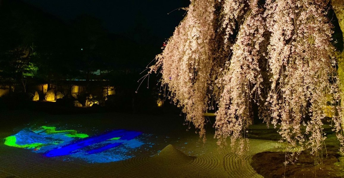 高台寺の桜