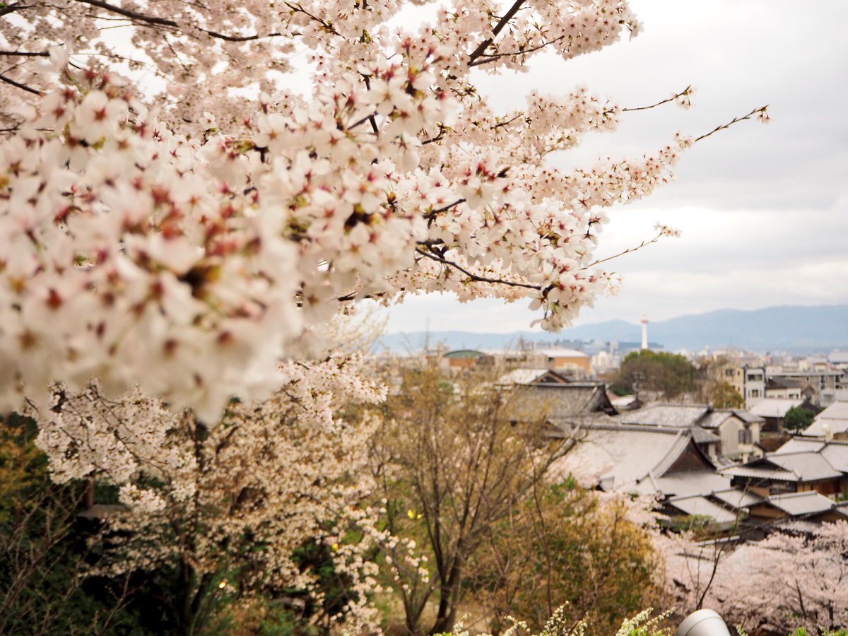 高台寺の桜