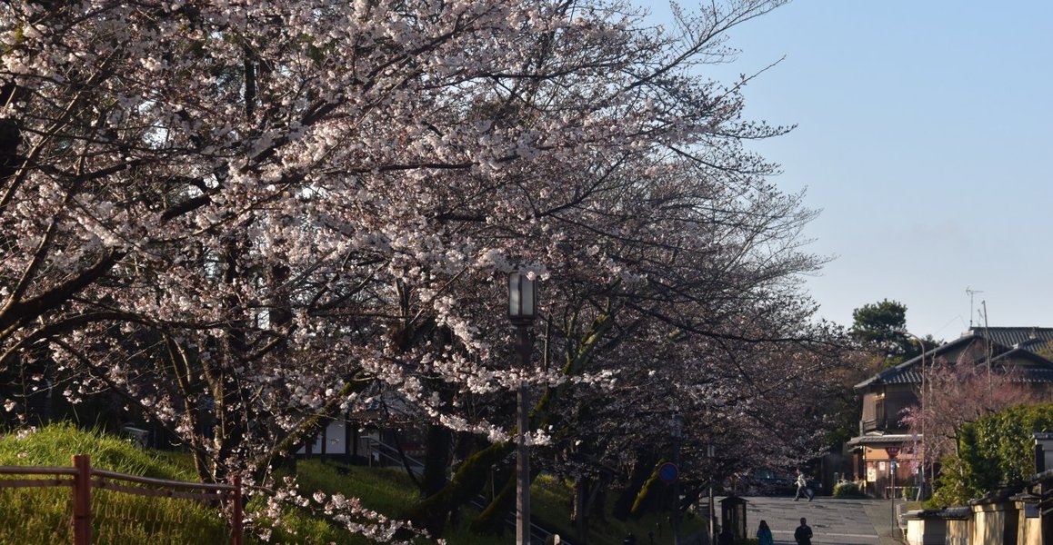 ねねの道の桜