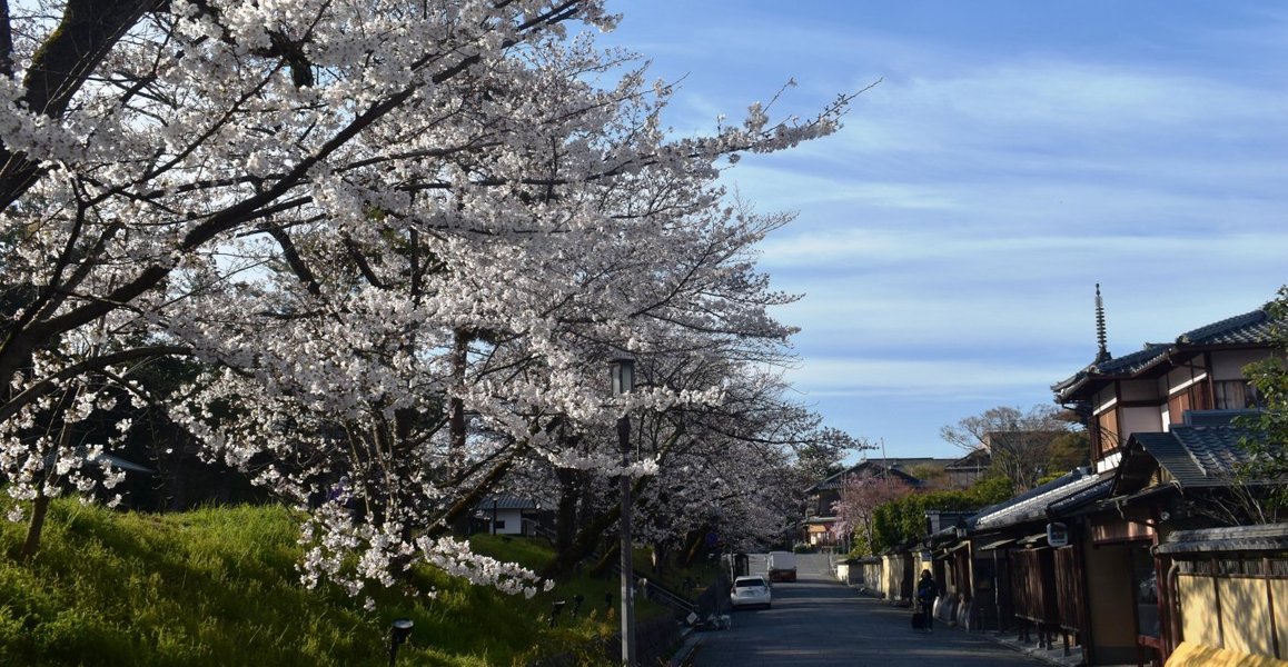 ねねの道の桜