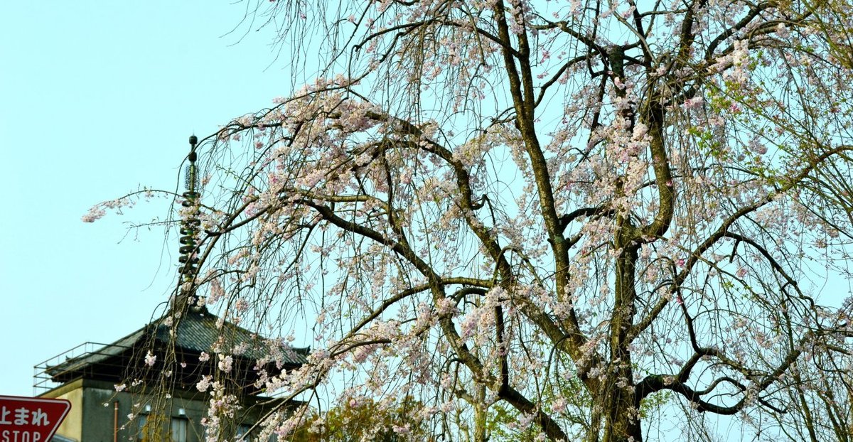 ねねの道の桜