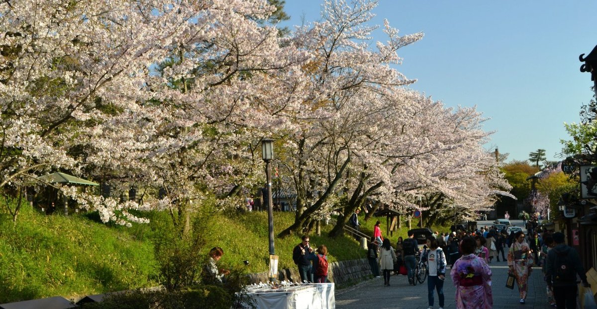 ねねの道の桜