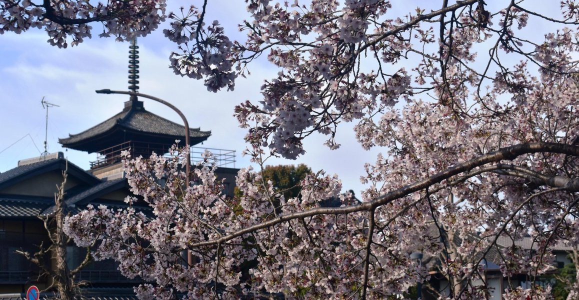 ねねの道の桜