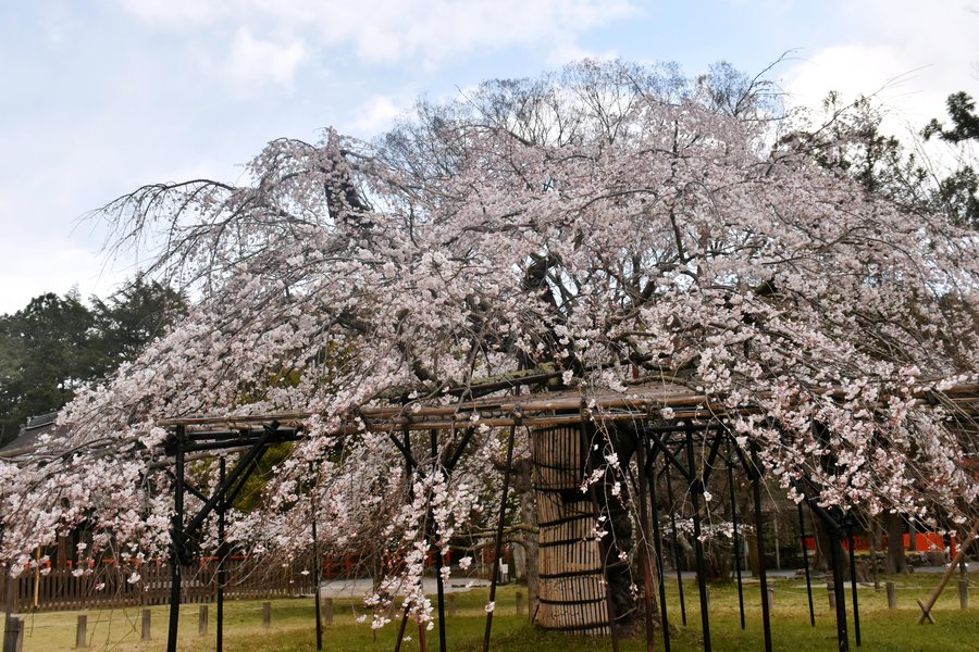 上賀茂神社の桜