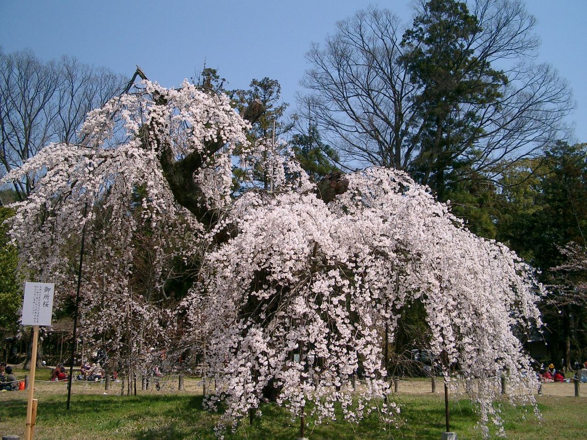 上賀茂神社の桜