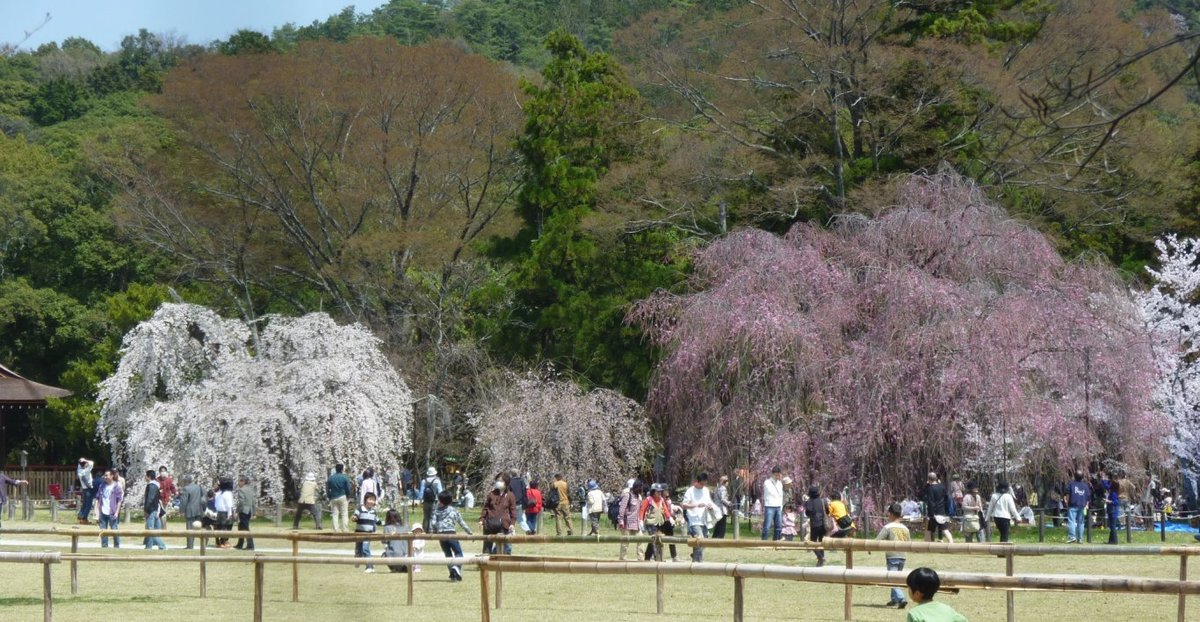 上賀茂神社の桜