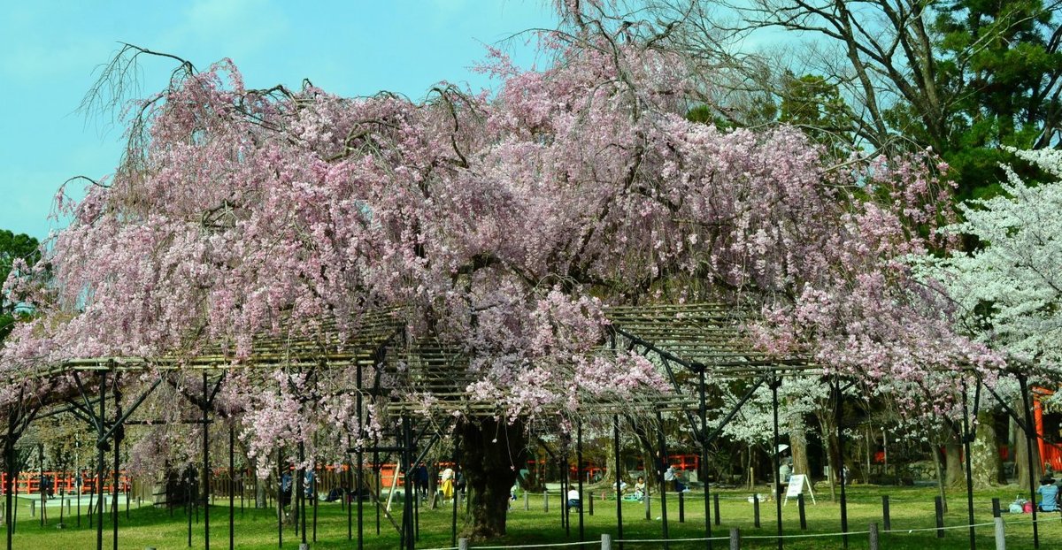 上賀茂神社の桜