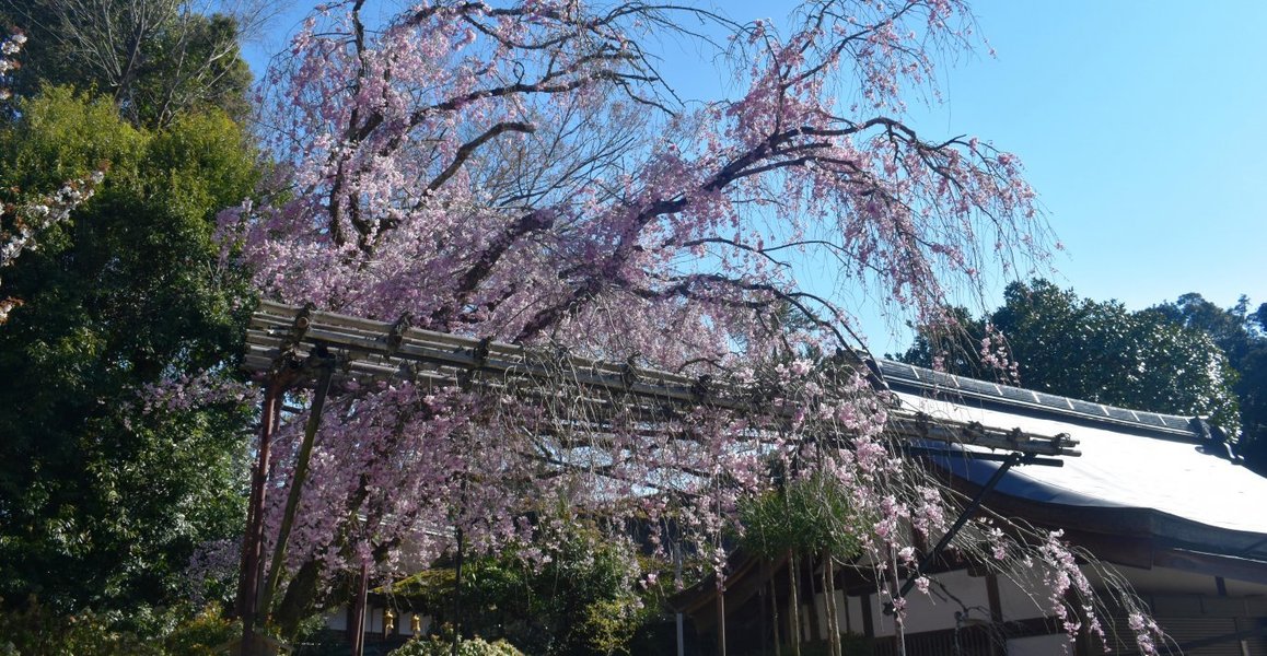 上賀茂神社の桜