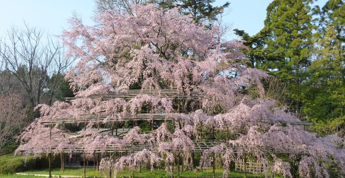 京都府立植物園の桜